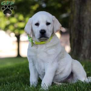 Bobby, Yellow Labrador Retriever Puppy